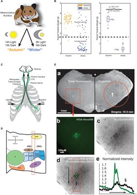 Medullary Respiratory Circuit Is Reorganized by a Seasonally-Induced Program in Preparation for Hibernation